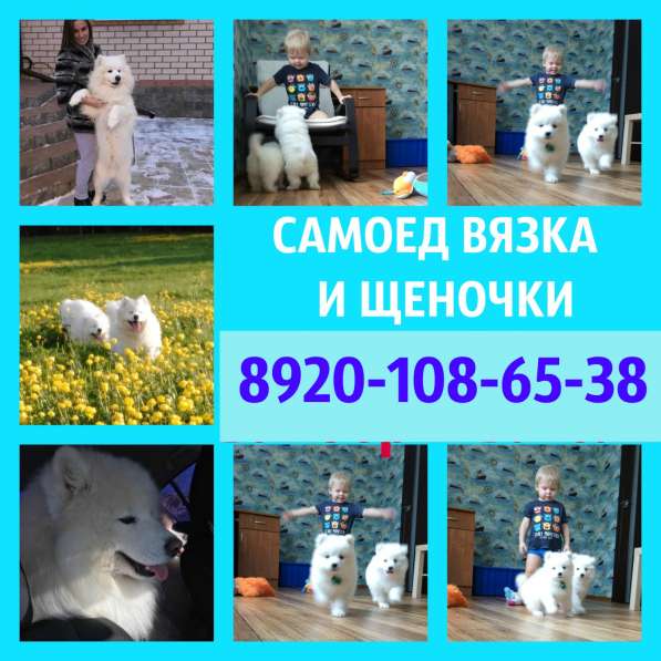 Самоеды вязка и щенки на продажу в Костроме