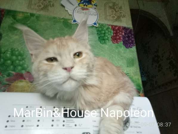 Продажа котят мейн кун из Луганского питомника MarBin&House в фото 5
