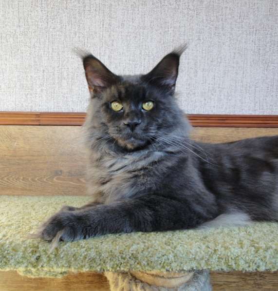 Кошечка мейн-кун из питомнника в Казани фото 51