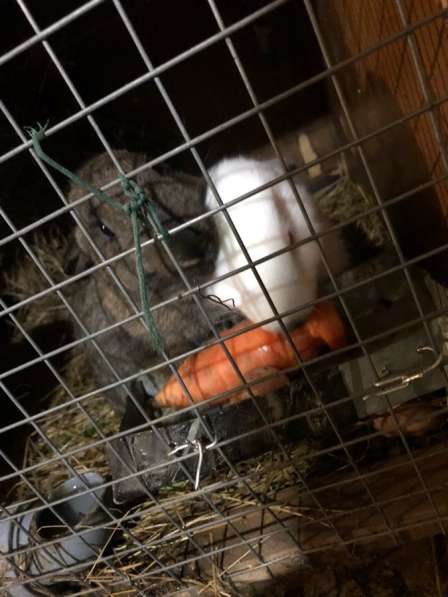 Кролики/Мясо кроликов в Костроме фото 4