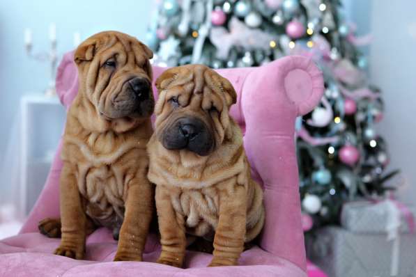 Щенки шар пея в Краснодаре фото 16