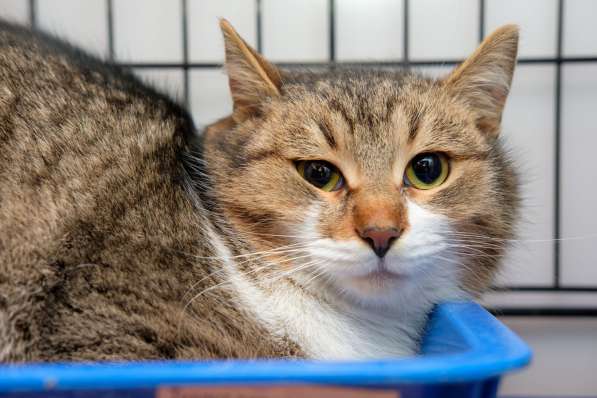 Прекрасный Арамис желает обрести друга в Москве фото 3