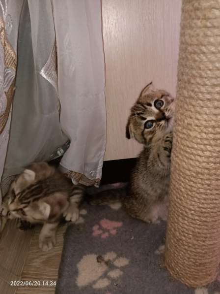 Британские котята в Москве фото 3