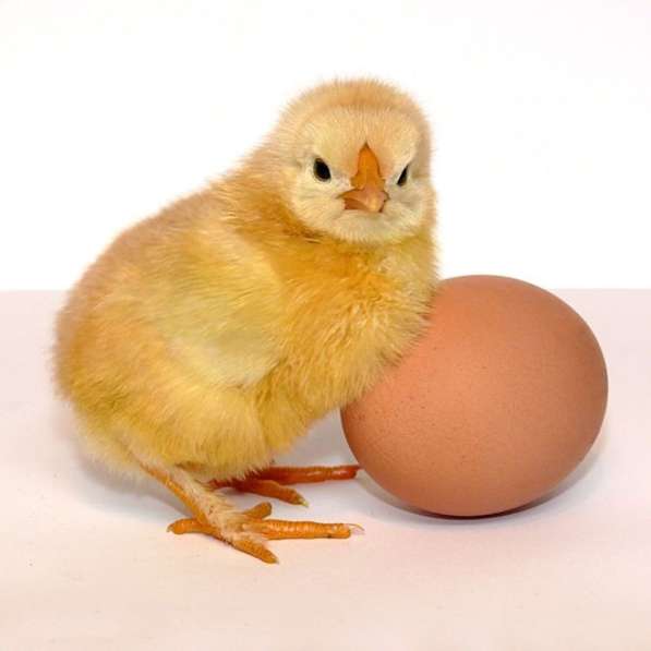 Цыплята, яйца инкубационные кохинхин