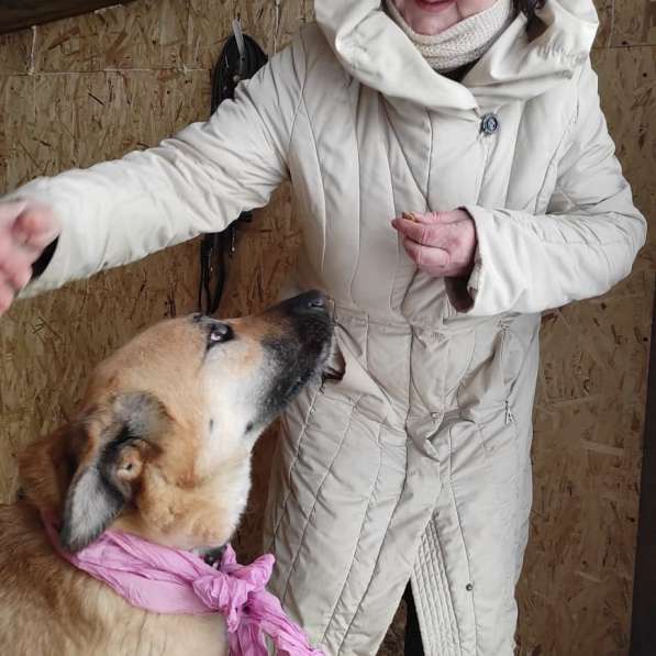 Собака Лара в тёплые ручки! в Москве фото 7