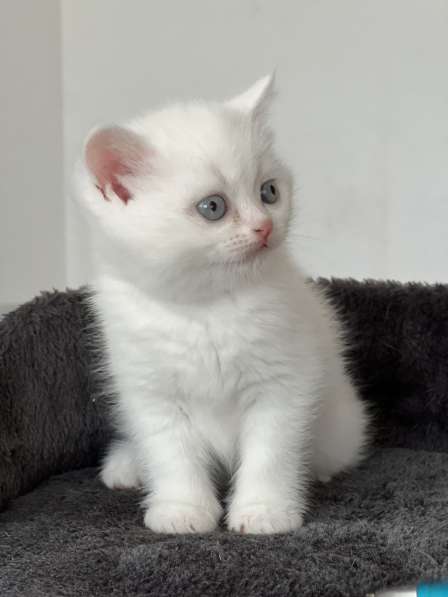 Продаю британских милых котят в фото 9