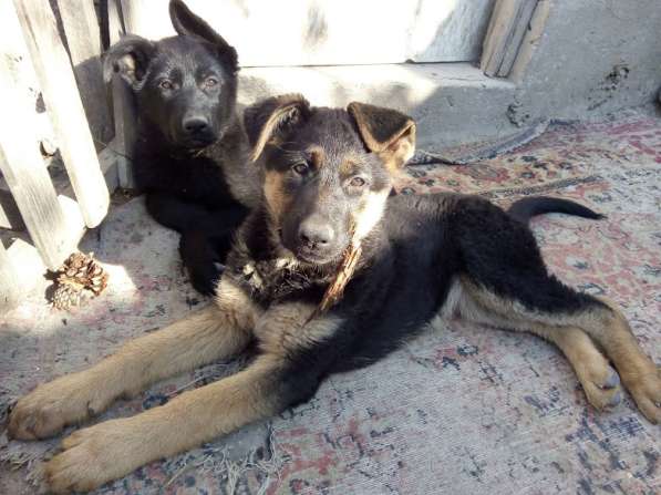 Черные и черно-рыжие щенки немецкой овчарки с документами в Севастополе фото 3