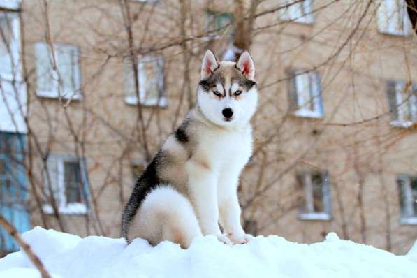 Голубоглазый щенок Сибирского хаски в Новосибирске фото 4