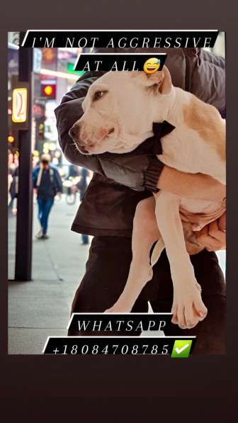 American bully в 