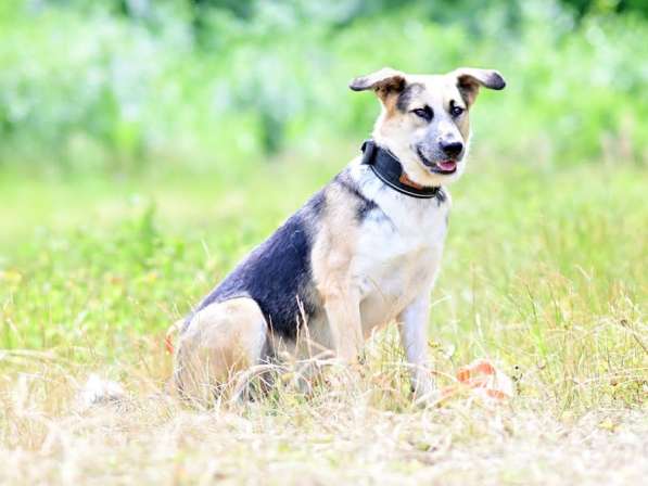 Сильвер &ndash; пес эмпат из приюта! Ищет дом! в Москве фото 6