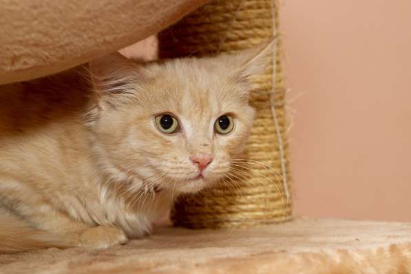 Забавный рыжий Вилли, котик-подросток в добрые руки в Калуге фото 4