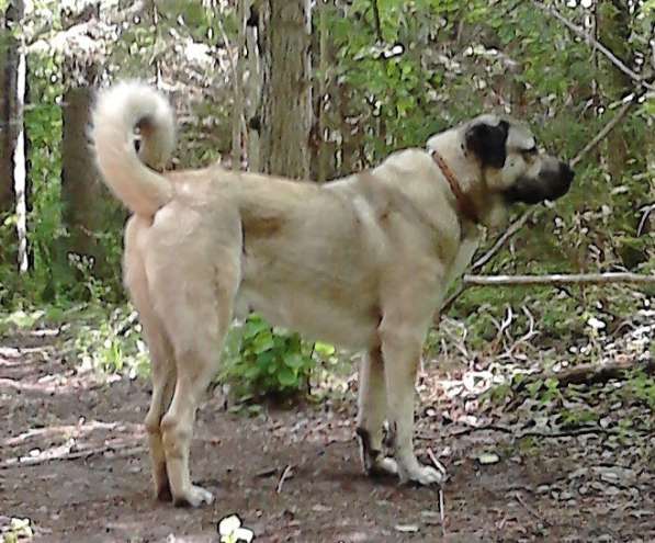 Щенки Кангала для ценителей породы в Москве фото 20
