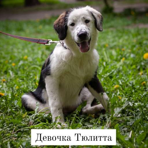Замечательные щенки ищут хозяев в Москве фото 3