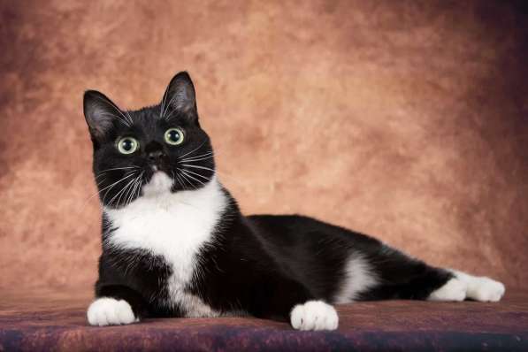 Кошечка Майя ищет семью в Москве фото 10