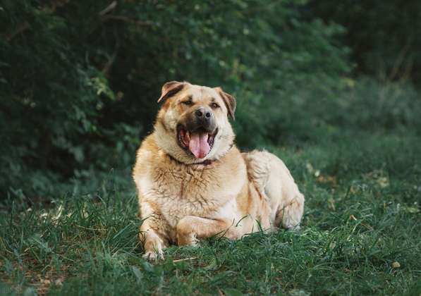 Кохинор ищет семью в Москве фото 40