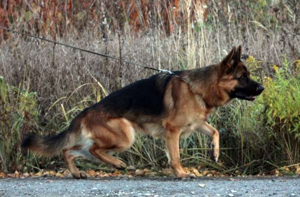 Щенки немецкой овчарки