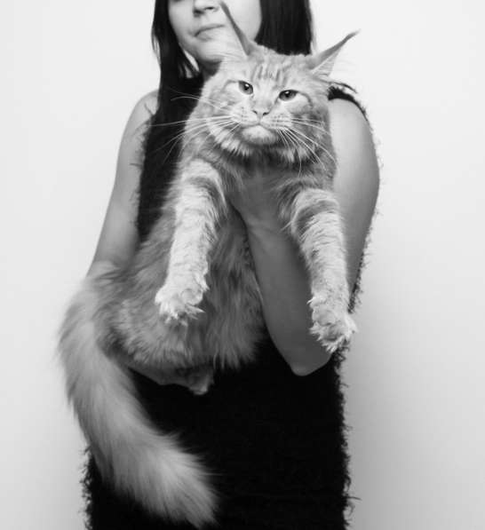 Котята породы Мейн-кун из питомника г. Зеленоград в Москве фото 4