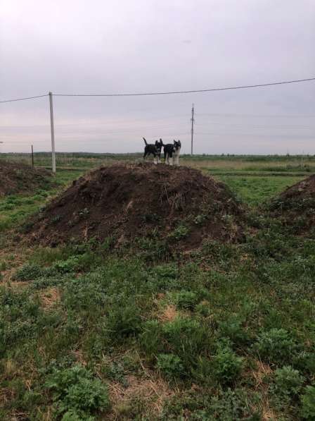 Собаки хаски в Самаре