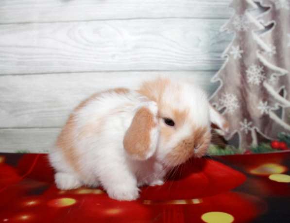 Продажа вислоухих мини-крольчат на новый год в Москве фото 5
