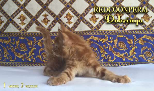 Котёнок Добрыня. Шоу класс. Питомник в Перми фото 9