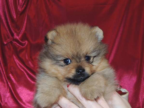 Померанский шпиц. Девочка в Санкт-Петербурге фото 4