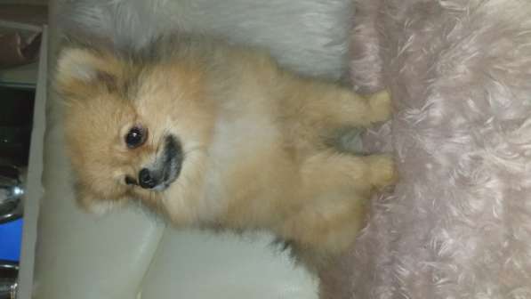 Померанский шпиц - медвежий тип в фото 16