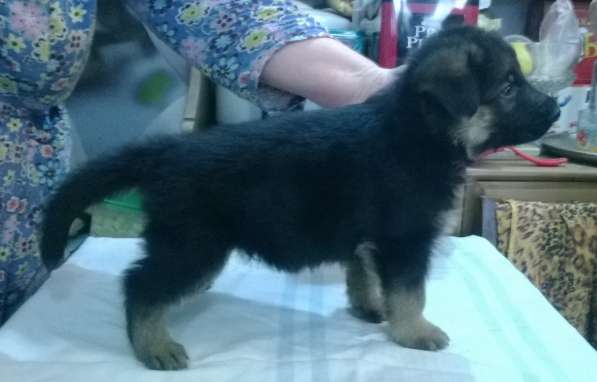 Щенок немецкой овчарки в Краснодаре фото 13