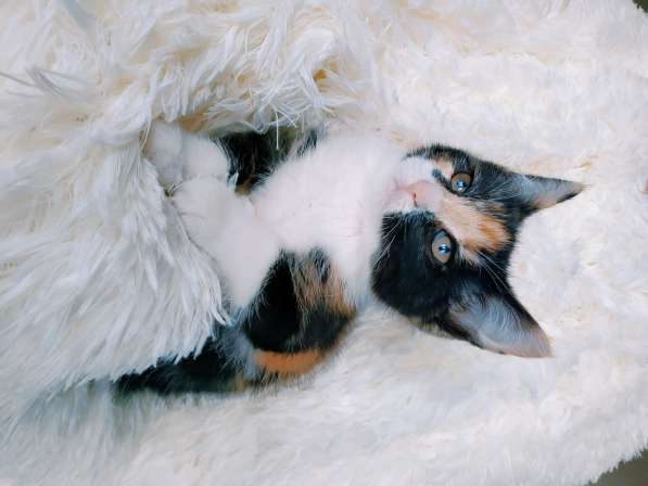 Трехцветный котенок, девочка ласкуша в Санкт-Петербурге фото 6