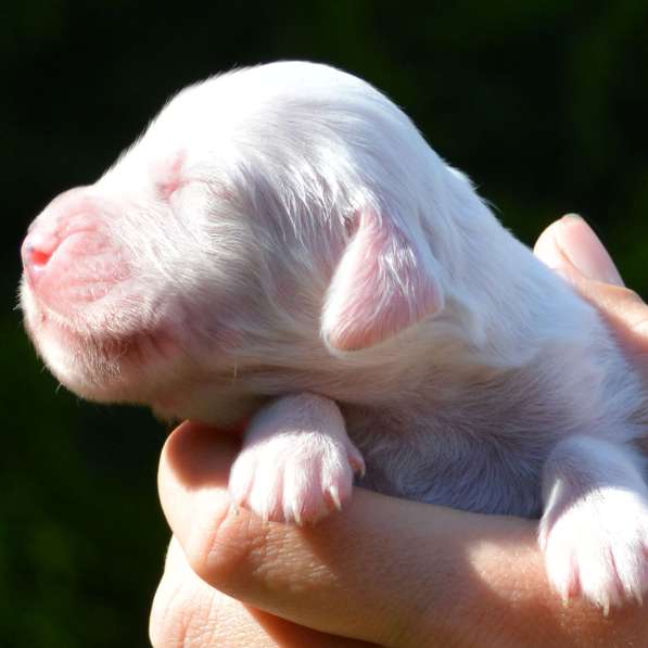 Английский сеттер щенки из элитного питомника в Москве фото 181