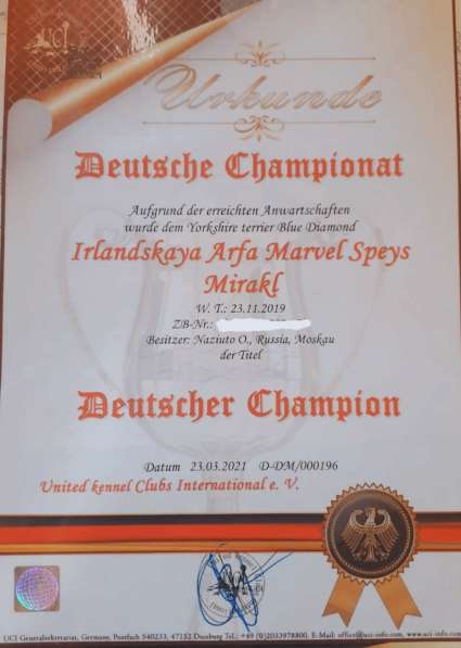 Щенки Йорка цветные в Казани фото 4