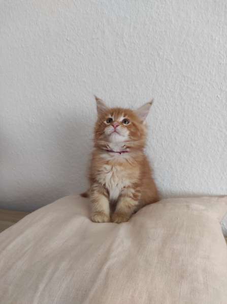 Meincoon мейн кун котята в фото 24