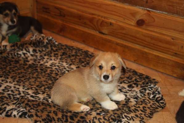Щенки вельш корги пемброк в Санкт-Петербурге фото 6