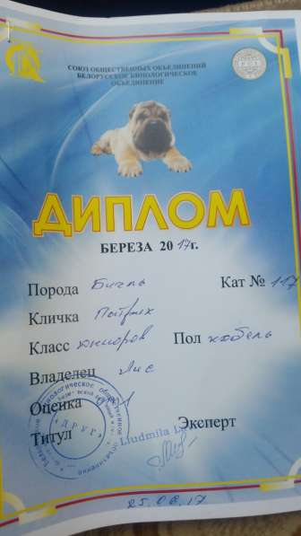 Бигль 27.05.2019 г. рождения в фото 3