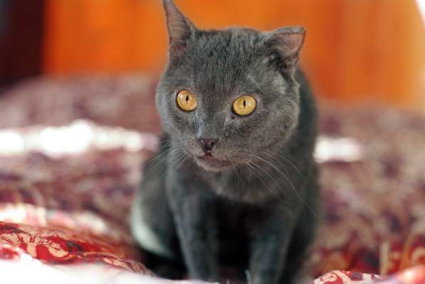 Взрослый и умудренный жизнью кот Ришелье - бобтейл ищет дом в Москве фото 5