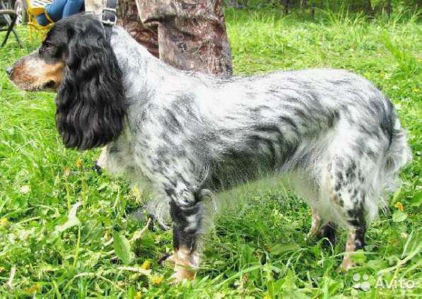 ЩЕНКИ РУССКОГО ОХОТНИЧЬЕГО СПАНИЕЛЯ