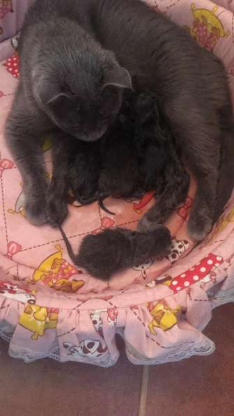 Британские котята в Ставрополе