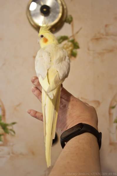 Попугай корелла. Взрослые ручные самцы