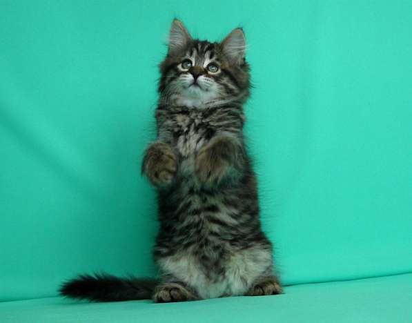 Традиционные Сибирские котята в Москве фото 3