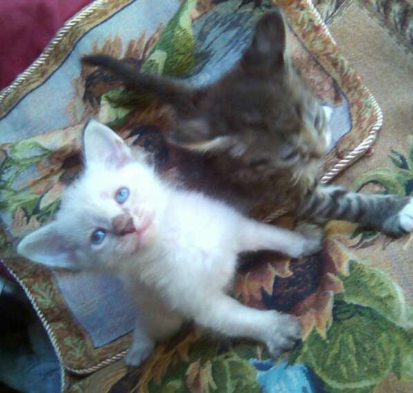 Элитный кудрявый котенок Герман-Рекс мальчик в Санкт-Петербурге фото 46