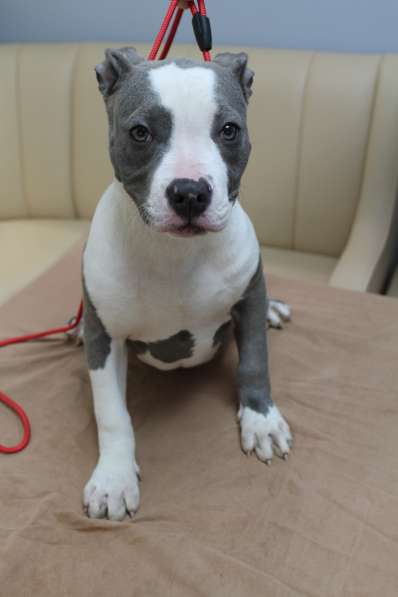 Шикарные щенки Ам-Стаффа в фото 13