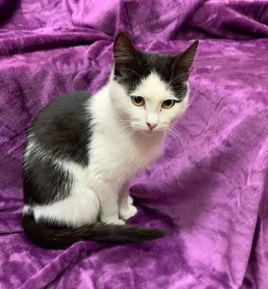 Котенок мальчик в Краснодаре фото 13