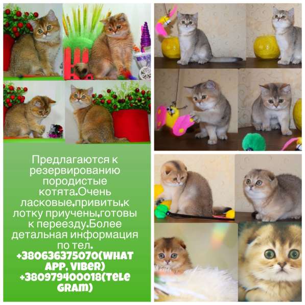 Элитные шотландцы