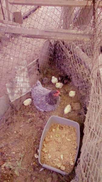Домашняя курица с цыплятами в фото 4