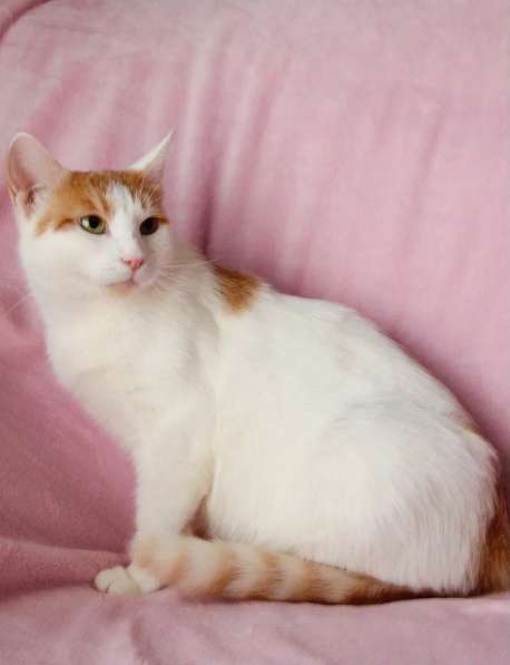 Кошечка Янина - два цвета счастья в добрые руки в Москве фото 16