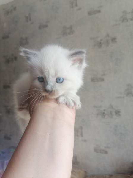 На продажу 3 белых котенка. Рождены 30.03.22 в Твери фото 6