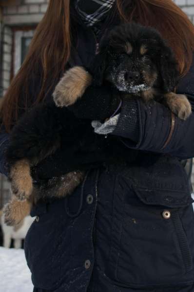 Продаются высокопородные щенки Тибетского мастифа в Москве фото 6