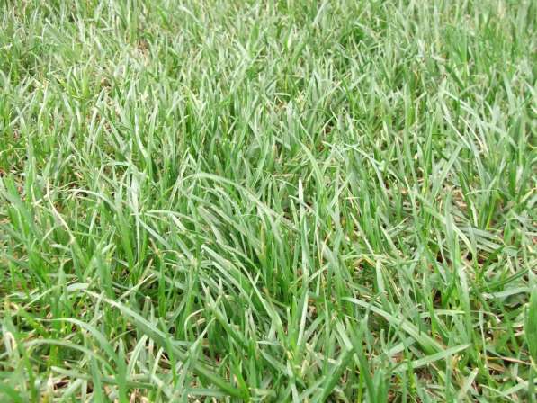 Семена многолетних газонных трав,трав для сенокоса, пастбища в Ростове-на-Дону фото 5