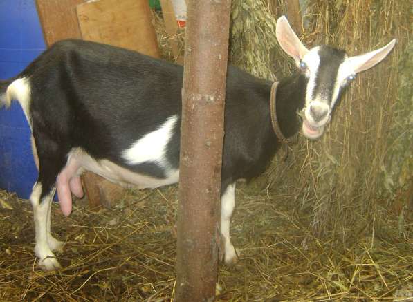 Продам козу в Дубне фото 3