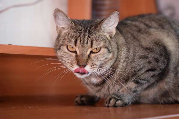 Алиса &mdash; беззащитное существо ищет дом в Москве фото 3