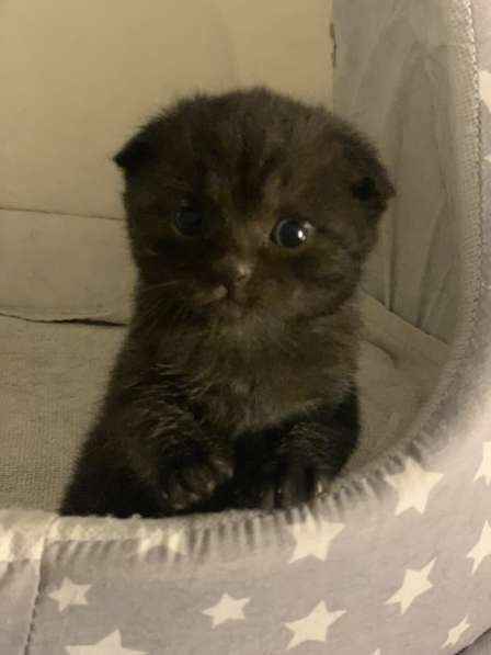 Котята Scottish fold в фото 10